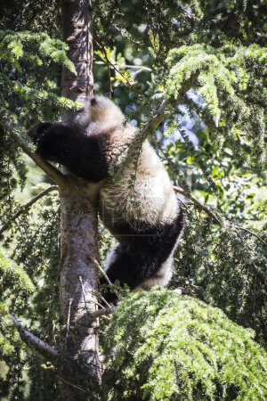 Photo for Majestic panda bear frolicking in a lush tree: A stunning display of natural beauty - Royalty Free Image