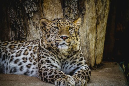 Wild and Majestic: A Powerful Leopard Resting, showcasing the beauty of this wildlife mammal with spot skin. A stunning image captured by a talented photographer.