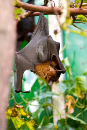 Awaken the Mighty: Stunning Images of the Sleeping Giant Bat