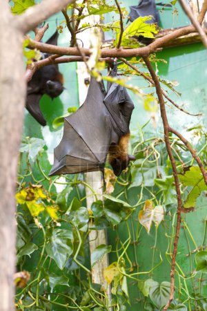 Slumbering Behemoth Bat: A Captivating Image of Nature's Sleeping Giant