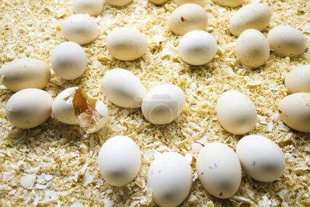 Refugio de huevos orgánicos: un viaje visual a través de una granja de huevos naturales