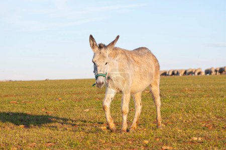 Perfección pastoral: Elegancia ecuestre y cosecha de verano con burros en la rica cultura agrícola