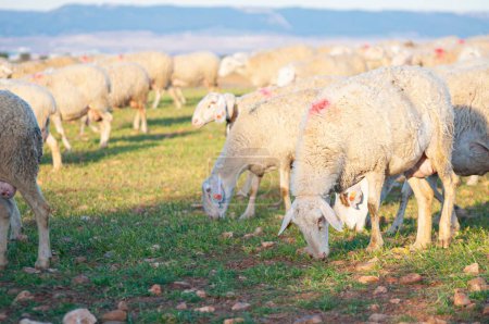 Téléchargez les photos : Capturer le charme de la vie agricole européenne : vues pittoresques sur les moutons laineux, les murs de pierre, les collines et les oliviers - en image libre de droit