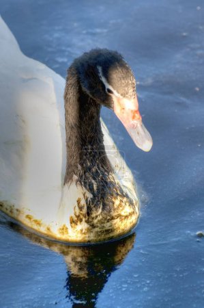 Graceful Swan: Una impresionante colección de imágenes de stock para creadores de contenido