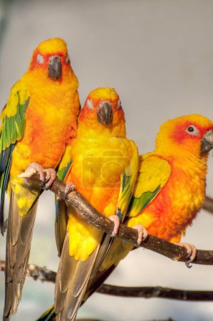 Foto de Colorful Creations: Parrot-Inspired Stock de fotos para la creación de contenido vibrante - Imagen libre de derechos