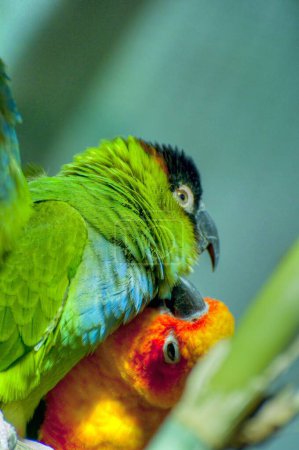 Photo for Vibrant Parrot Photography: Capturing the Colorful Beauty of Exotic Birds - Royalty Free Image