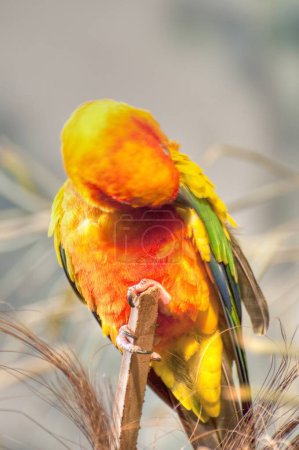 Téléchargez les photos : Photographie de perroquet coloré : Images vibrantes pour votre contenu créatif - en image libre de droit