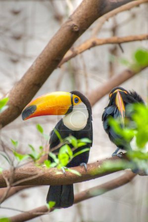 Téléchargez les photos : Vibrant Tucan : Images captivantes d'oiseaux exotiques pour vos projets créatifs - en image libre de droit
