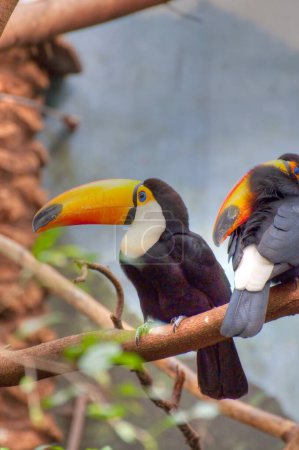 Vibrant Tucan: Capturing the Beauty of Exotic Wildlife in Stunning Imagery