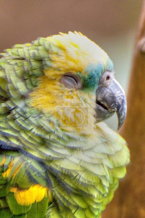 Colorful Creations: Parrot-Inspired Stock Images for Vibrant Content Creation