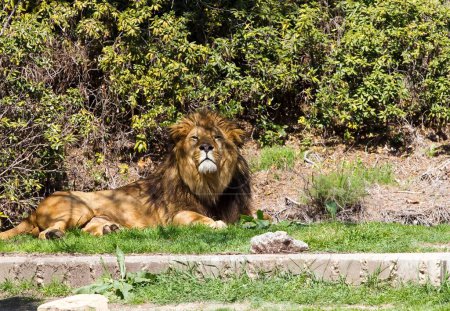 Gebrüll der Wildnis: Fesselnde Bilder des majestätischen Löwen Panthera leo