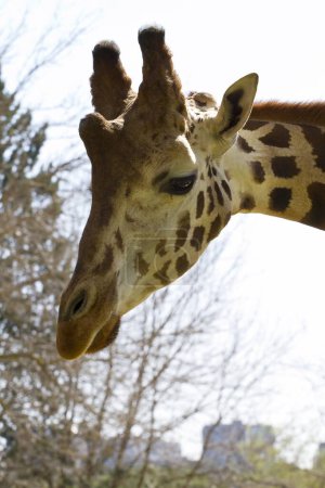 Téléchargez les photos : Capturer l'élégance gracieuse des girafes : le point de vue d'un photographe - en image libre de droit