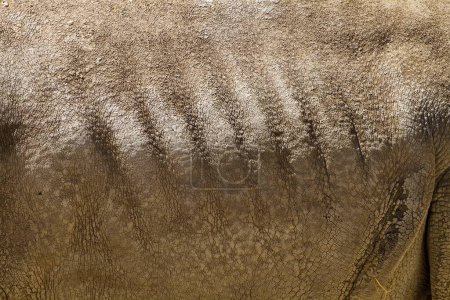 Majestätisches Breitmaulnashorn: Die Schönheit von Ceratotherium simum in atemberaubenden Bildern festhalten