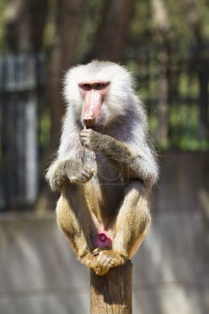 Salvaje y majestuoso: Capturando la esencia de un babuino macho (Papio hamadryas ursinus) en impresionantes imágenes