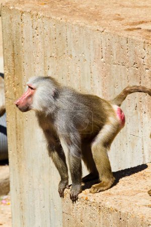 Téléchargez les photos : Sauvage et Majestueux : Capturer l'essence d'un babouin mâle (Papio hamadryas ursinus) dans une imagerie étonnante - en image libre de droit