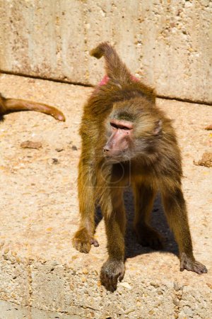 Le babouin sauvage : capturer la beauté sauvage de Papio hamadryas ursinus dans une imagerie époustouflante
