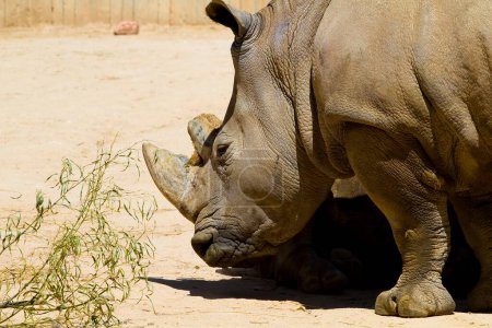 Majestic White Rhino : Images captivantes de Ceratotherium simum dans des détails étonnants