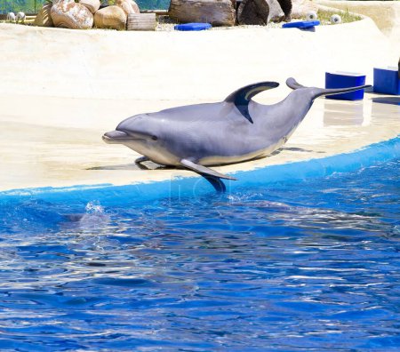 Téléchargez les photos : Un dauphin envoûtant qui saute des vagues de l'océan - en image libre de droit