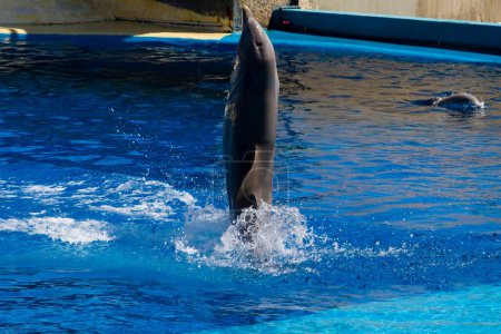 Téléchargez les photos : Gracieux dauphin saute des vagues de l'océan : Superbe photographie d'évasion de la mer - en image libre de droit