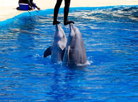 Téléchargez les photos : Capturer le saut gracieux : De superbes images de dauphins sautant de la mer - en image libre de droit