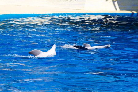 Téléchargez les photos : Tournage captivant : Majestueux dauphin bondissant de la mer - en image libre de droit