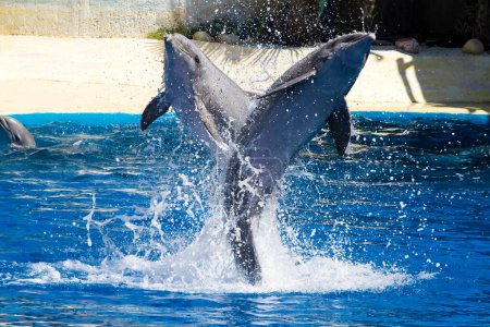 Ozeanakrobatik: Delfine beim Sprung aus dem Meer einfangen