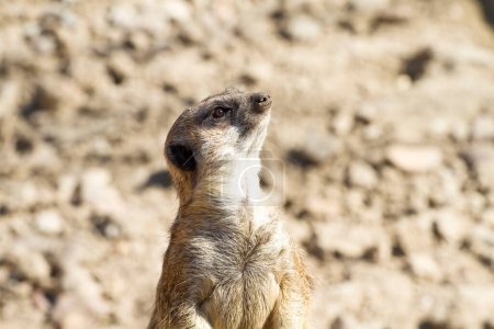 Photo for Captivating Close-Up: Stunning Meerkat Portrait Photography - Royalty Free Image