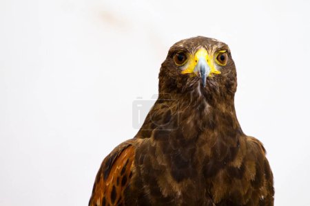 Golden Eagle: Majestic Images of the King of the Skies