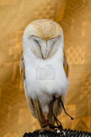Téléchargez les photos : Chouette blanche : Superbe portrait d'un oiseau majestueux - en image libre de droit