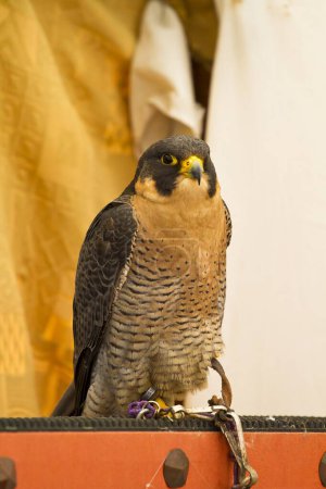 Capturing the Majesty of Peregrine Falcons: A Photographer's Guide to Stunning Images