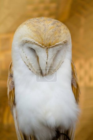 Téléchargez les photos : Chouette blanche : Superbe portrait d'un oiseau majestueux - en image libre de droit