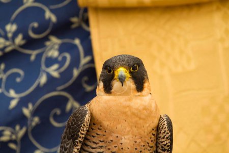Téléchargez les photos : Capturer la Majesté : Le faucon pèlerin dans une imagerie étonnante - en image libre de droit