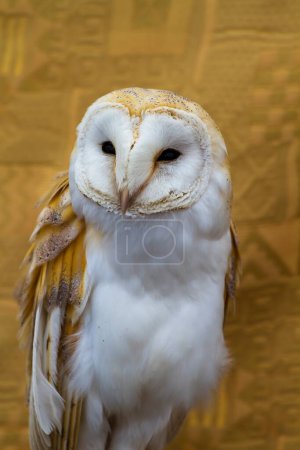 Photo for White Owl: Majestic Portrait of a Stunning Bird - Royalty Free Image