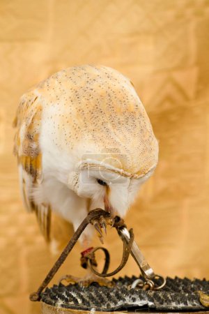 Téléchargez les photos : Portrait de Chouette blanche : Superbe imagerie d'un oiseau majestueux - en image libre de droit