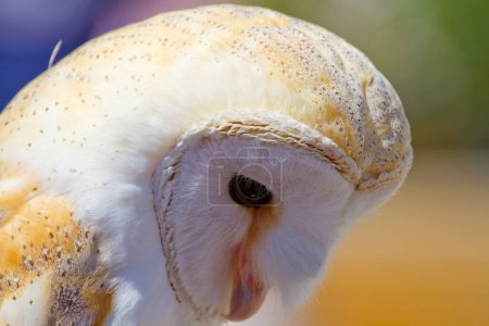 Foto de Búho blanco: cautivador retrato de un ave majestuosa - Imagen libre de derechos