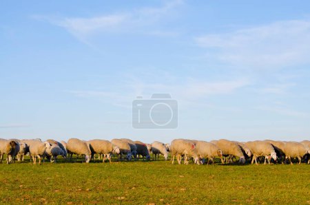 Téléchargez les photos : Moutons dans les pâturages sereins : Images captivantes du pâturage du bétail dans des paysages verts luxuriants - en image libre de droit