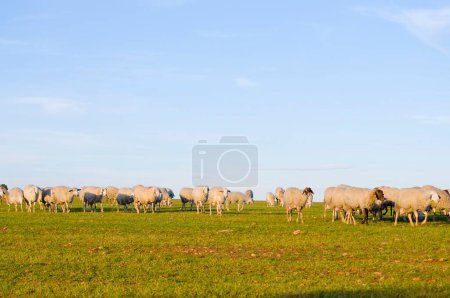 Schafe in heiterem Grün: Fesselnde Bilder grasender Schafe in saftigen Landschaften