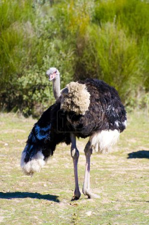 African Wildlife: Stunning Ostrich Image Captured in the Heart of Africa