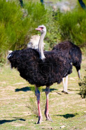 Captivating Image of an Ostrich in the Heart of Africa: A Stunning Snapshot of Wildlife in its Natural Habitat