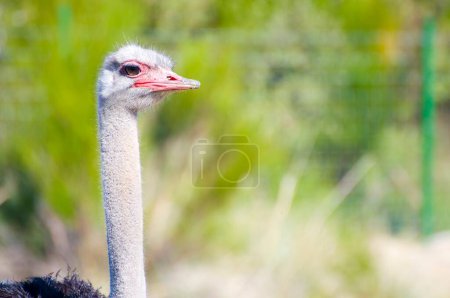African Ostrich: Captivating Image of Wildlife in the African Countryside