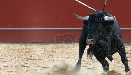 Foto de Spanish Black Bull: A Stunning Image of a Fighting Bull from Spain - Imagen libre de derechos