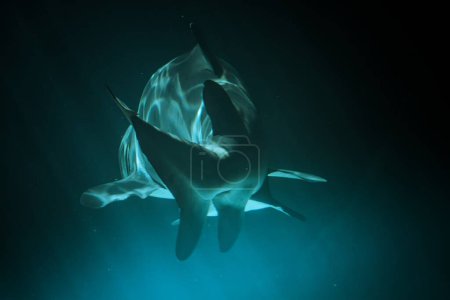 Atemberaubender Unterwasserfang des majestätischen Hais im tiefblauen Meer