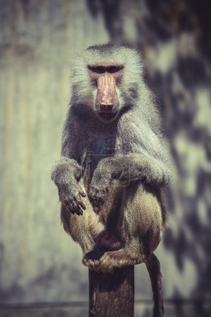 Beauté sauvage : Images captivantes d'un babouin mâle (Papio hamadryas ursinus)