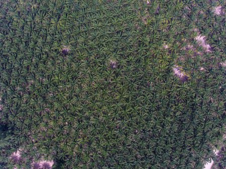 Téléchargez les photos : Photo aérienne d'une plantation d'huile de palme à Huai Yai à la périphérie de la ville de Pattaya en Thaïlande. - en image libre de droit