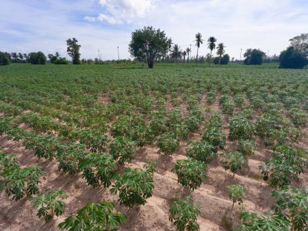 Téléchargez les photos : Terrain agricole avec tapioca à Huai Yai à la périphérie de la ville de Pattaya en Thaïlande. - en image libre de droit