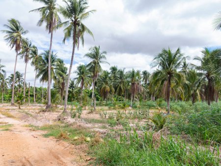 Téléchargez les photos : Plantation de noix de coco et chemin de terre dans la province de Chonburi, Thaïlande. - en image libre de droit