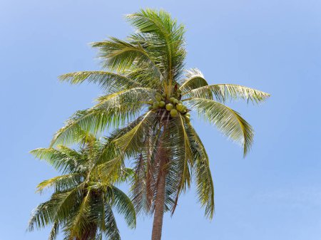 Téléchargez les photos : Deux palmiers dans une plantation de noix de coco à Huai Yai, dans la province de Chonburi en Thaïlande. - en image libre de droit