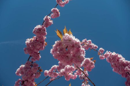 Photo for Almond blossom in spring blue sky in south germany historical city - Royalty Free Image