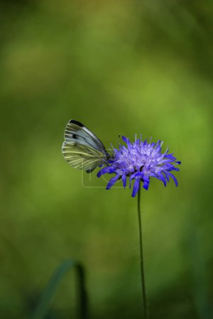 Téléchargez les photos : Papillon dans la forêt allemande sur fleur bleue en arrière-plan naturel sud-allemand - en image libre de droit