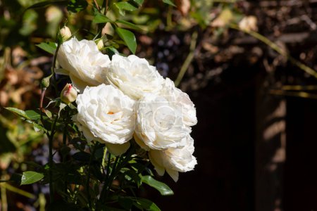 Téléchargez les photos : Floraison rose blanche gros plan tournage en Septembre après-midi ensoleillé en Allemagne - en image libre de droit